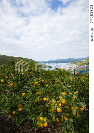 みかんの段々畑と海(愛媛県八幡浜川上) みかんの段々畑と海(愛媛県八幡浜川上) 27685322