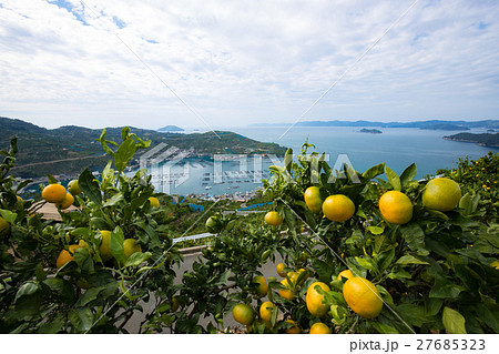 みかんの段々畑と海 愛媛県八幡浜川上 の写真素材