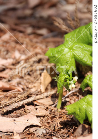 シラネアオイ シラネアオイ 27685602