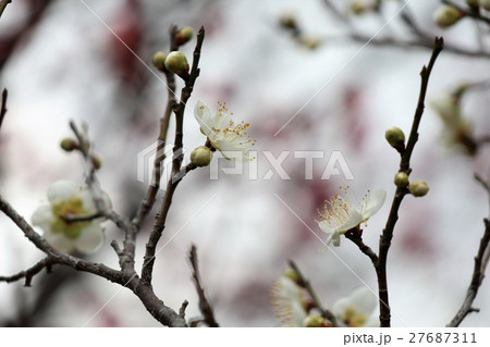 山田池梅林「白梅」山田池公園：大阪府枚方市 27687311