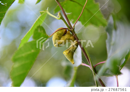 アケビコノハ幼虫：長野県生坂村2015.7.20-258 27687561