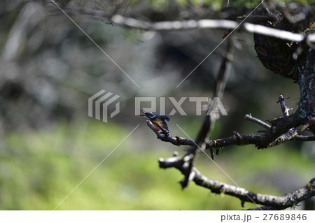 野鳥 野鳥 27689846