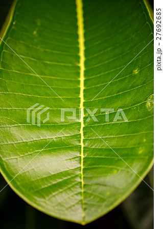 green leaves 27692685