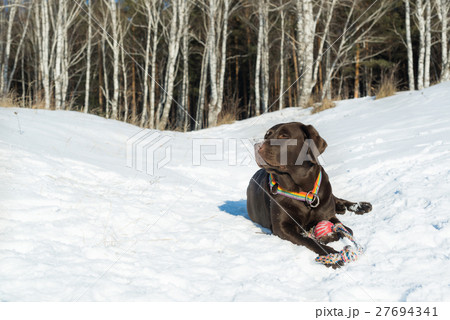 Dog in park 27694341