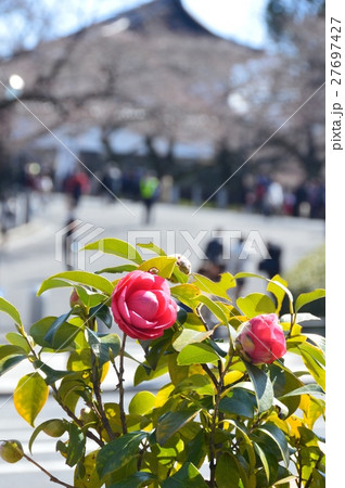 道端の「ヤブツバキ」（東京都千代田区九段北） 27697427