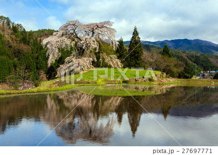 与一野のしだれ桜 与一野のしだれ桜 27697771