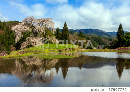 与一野のしだれ桜 与一野のしだれ桜 27697772
