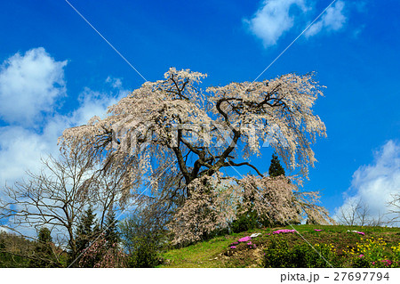 与一野のしだれ桜 与一野のしだれ桜 27697794