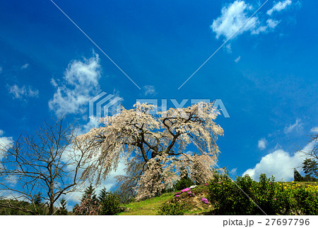 与一野のしだれ桜 与一野のしだれ桜 27697796