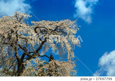 与一野のしだれ桜 27697799