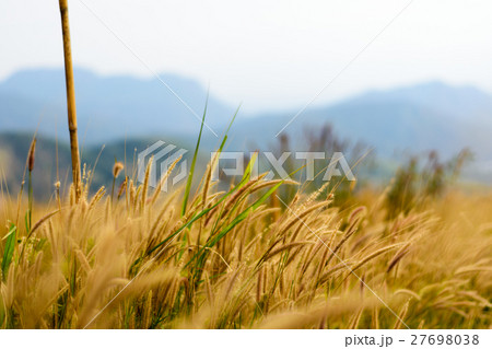 image of golden grass field, natural background image of golden grass field, natural background 27698038