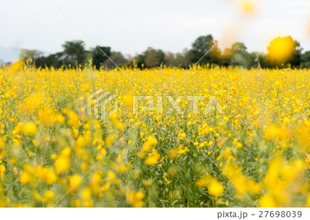 Rapeseed field, Blooming canola flowers close up. Rapeseed field, Blooming canola flowers close up. 27698039