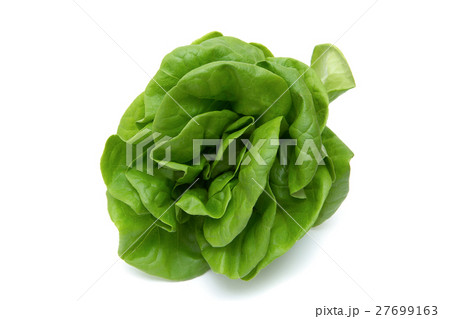 サラダ菜 サラダ菜 27699163