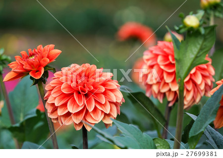 ダリア 27699381
