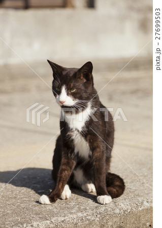 男木島の猫１ 27699503