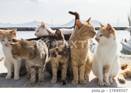 男木島の猫１ 27699507