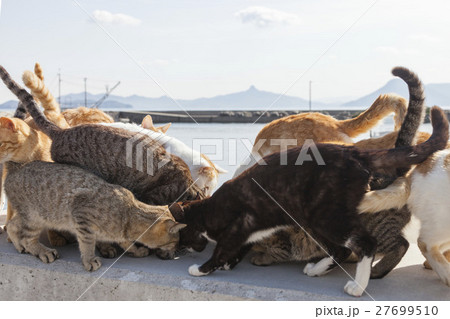 男木島の猫１ 27699510