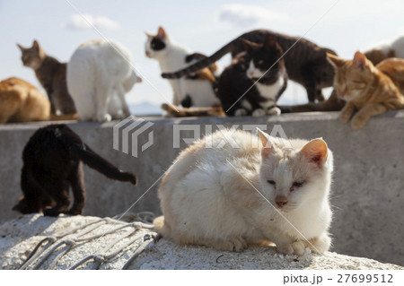 男木島の猫１ 27699512