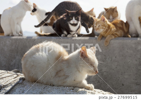 男木島の猫1 男木島の猫1 27699515