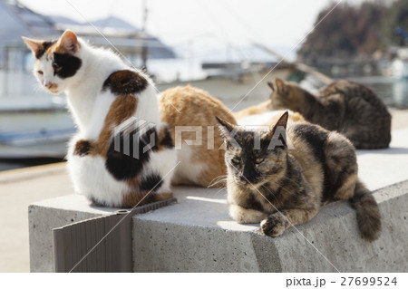 男木島の猫１ 27699524