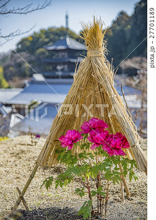 当麻寺の寒牡丹の写真素材