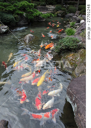 湯田温泉、旅館松田屋の庭園の鯉たち 27701248