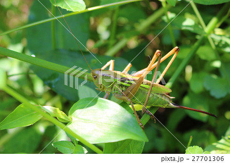 草むらの中のキリギリス 27701306