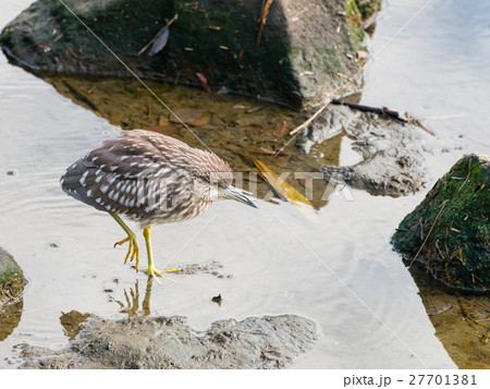 ゴイサギの幼鳥 ゴイサギの幼鳥 27701381
