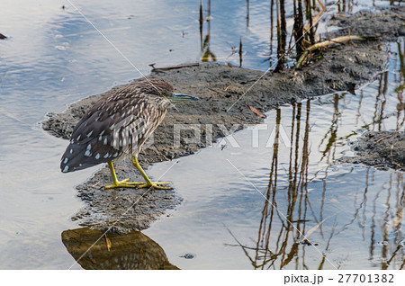 ゴイサギの幼鳥 27701382