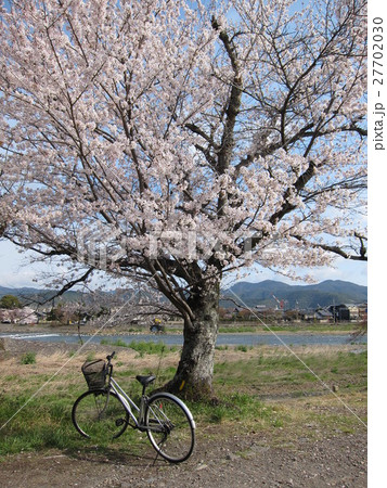 桜と自転車 27702030