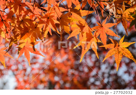 Autumn red maple leaves background 27702032