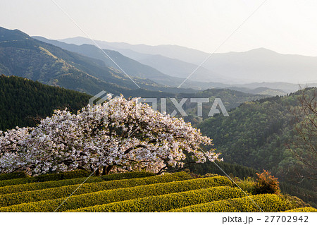 遠山桜 27702942