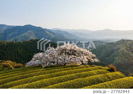 遠山桜 遠山桜 27702943