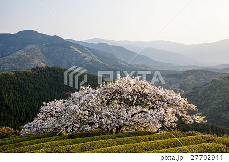 遠山桜 27702944