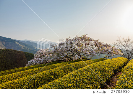 遠山桜 27702950