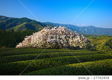 遠山桜 27702958
