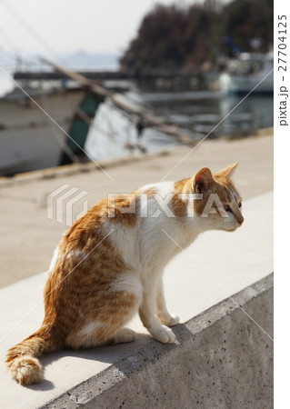 男木島の猫 27704125