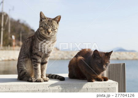 男木島の猫 27704126