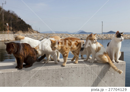 男木島の猫 男木島の猫 27704129