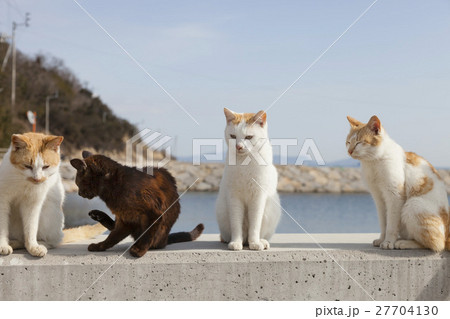 男木島の猫 27704130