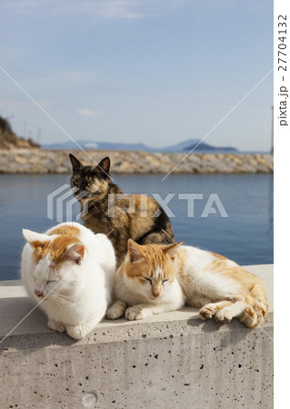 男木島の猫 27704132