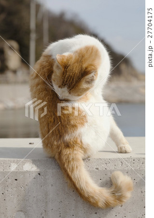 男木島の猫 27704175