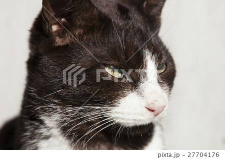 男木島の猫 男木島の猫 27704176