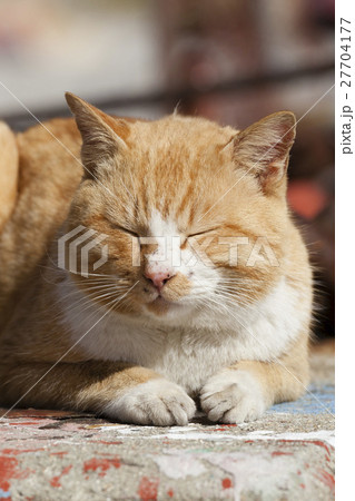 男木島の猫 27704177