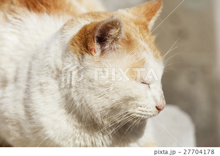 男木島の猫 27704178