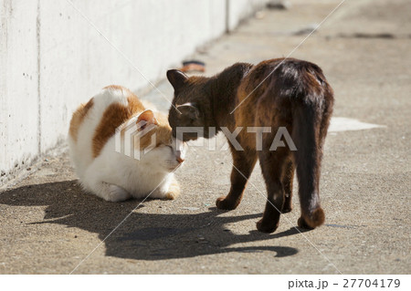 男木島の猫 27704179