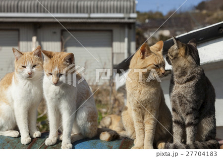 男木島の猫 27704183