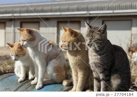 男木島の猫 27704184