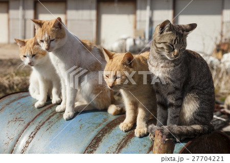 男木島の猫 男木島の猫 27704221