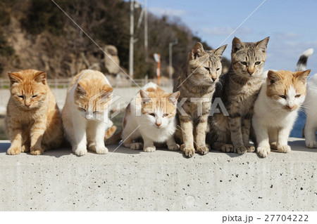 男木島の猫 男木島の猫 27704222